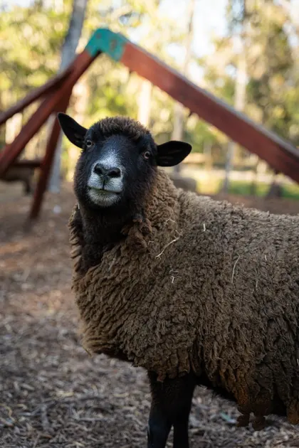 A black sheep looking toward the camera at Tree House Farm