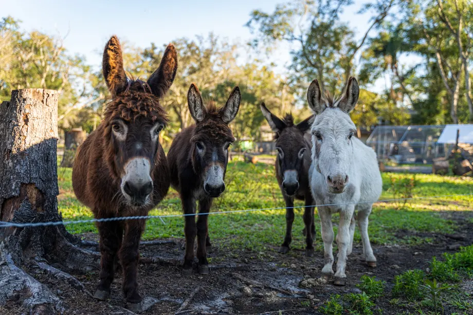 Four donkeys together in their pasture at Tree House Farm
