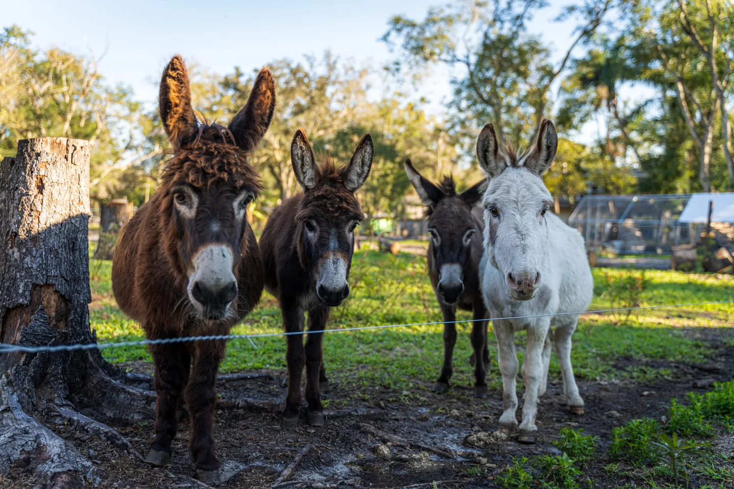 Four donkeys standing together on the wooded Tree House Farm property