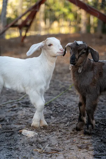 A white goat kid nuzzling a brown goat kid at Tree House Farm