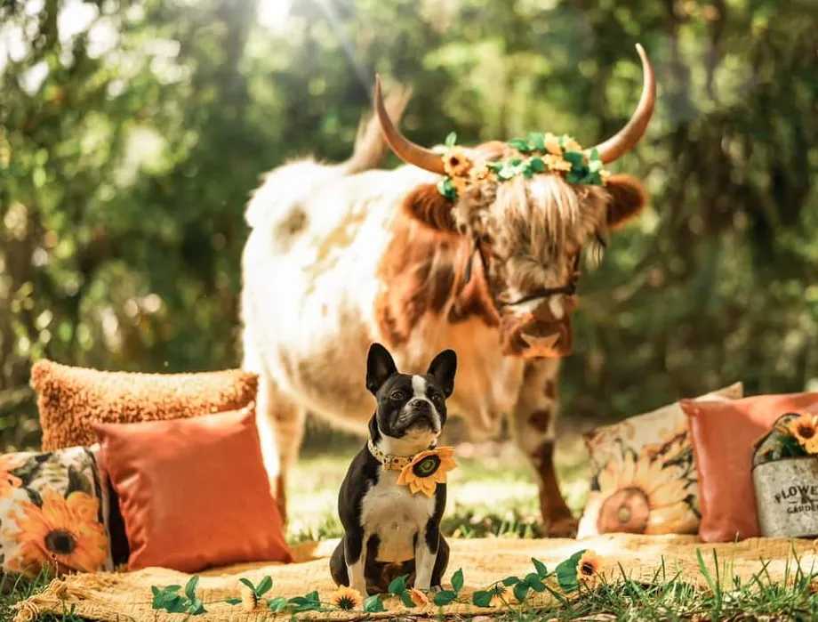 A Highland cow and black-and-white farm dog posed together at Tree House Farm
