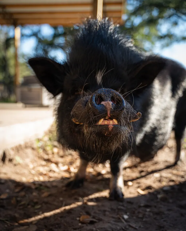 A black pig looking toward the camera at Tree House Farm