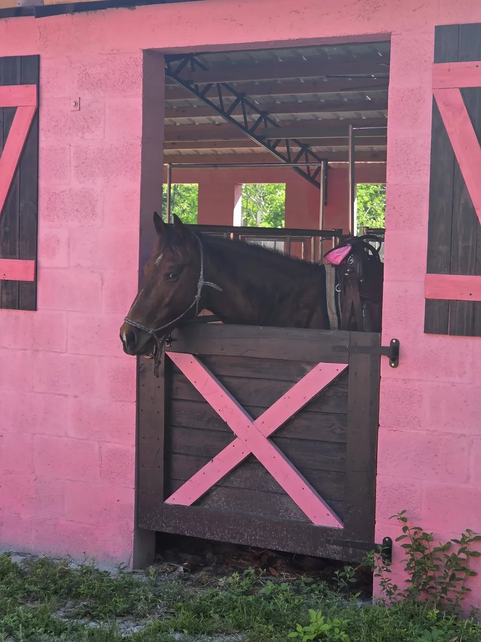 A horse looking out from the real bubble-gum-pink barn at Tree House Farm