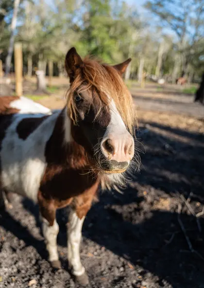 A brown and white pony at Tree House Farm