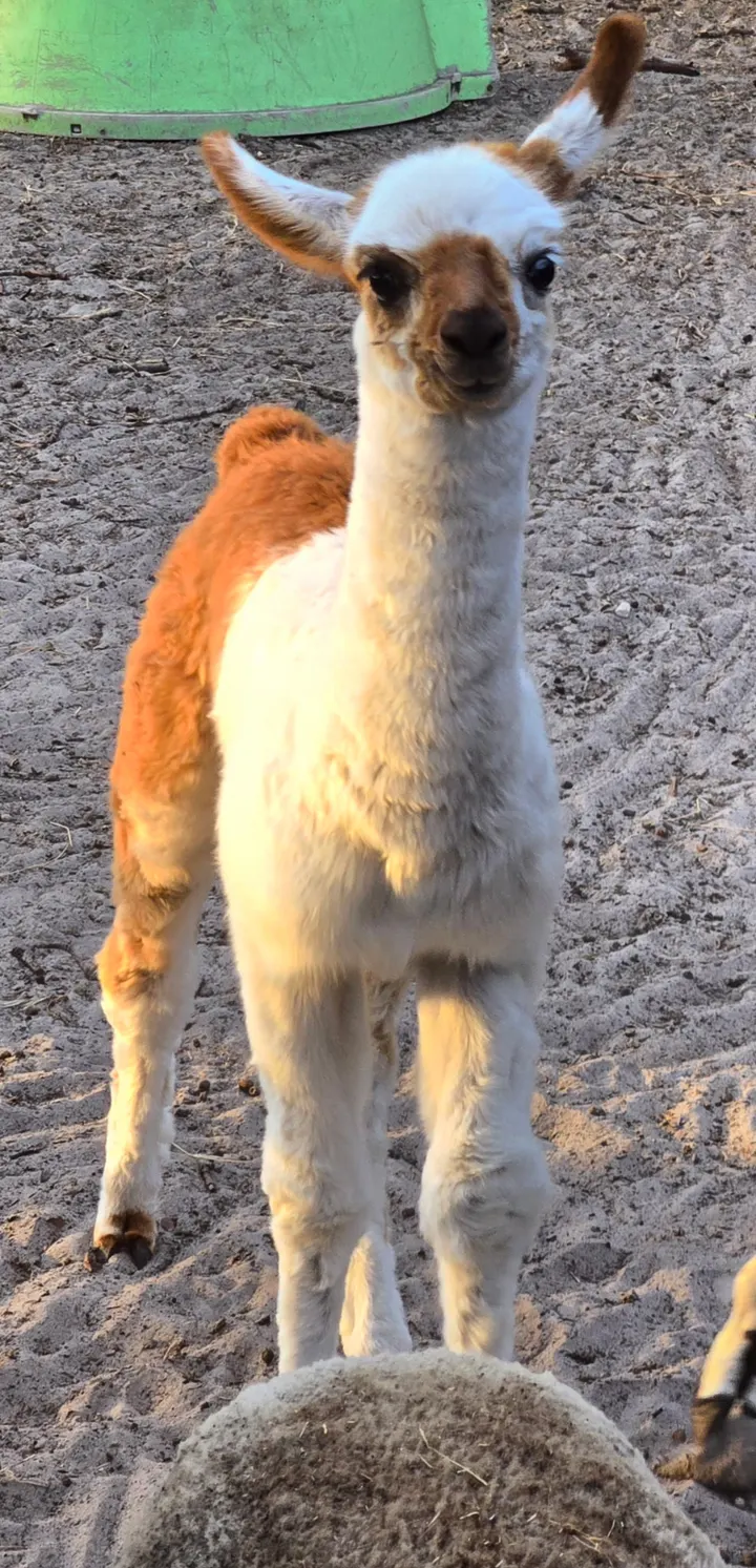 A healthy young alpaca standing in warm light at Tree House Farm