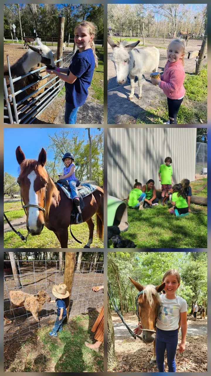 Children feeding animals, riding a pony, and helping around Tree House Farm during Farm Camp