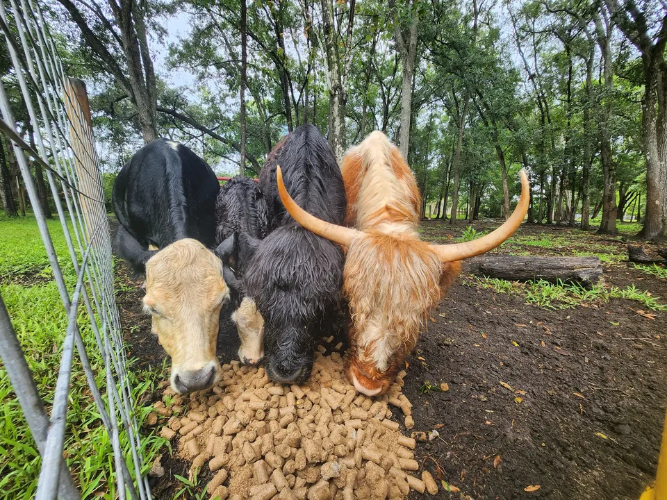 A young Highland calf and three cattle gathering at a feeder at Tree House Farm
