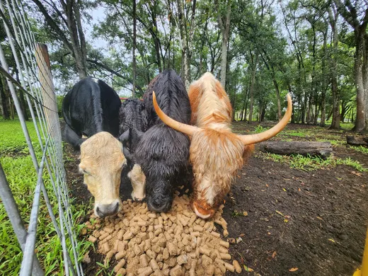 A young Highland calf and three cattle gathering at a feeder at Tree House Farm