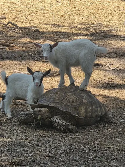 A giant tortoise beside two young goats at Tree House Farm