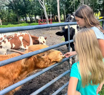 Children sharing a hands-on moment with a Highland cow